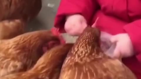 cute baby feeding chickens