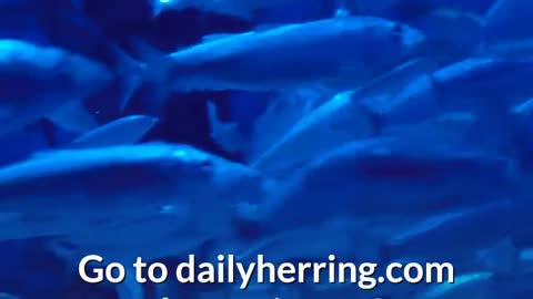 The Daily Herring