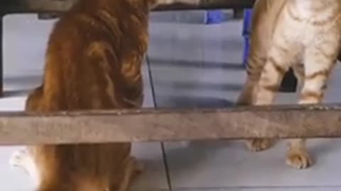 Cats 🐈 insane funny fighting and starring each other