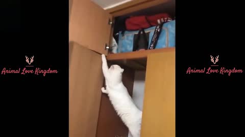 funny cats waw 3