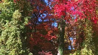 Fall foliage