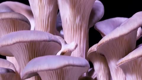 Mushrooms are not just a tasty addition to your omelette-wildlife Creator