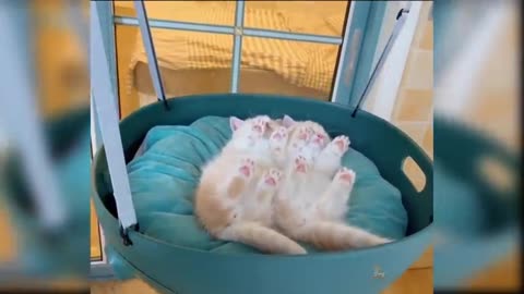 Baby Cats - Cute and Funny Cat Video