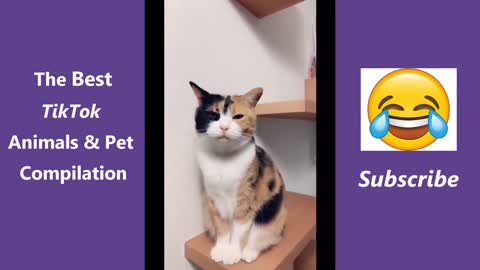 The Best TikTok Animals & Pet Compilation(Try Not To Laugh)🤣🤣