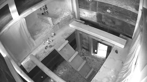 Sleeping Chickens in a Coop Time Lapse