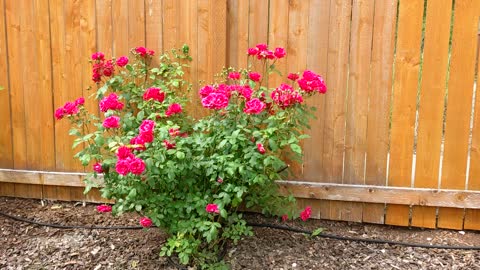 Roses in the backyard