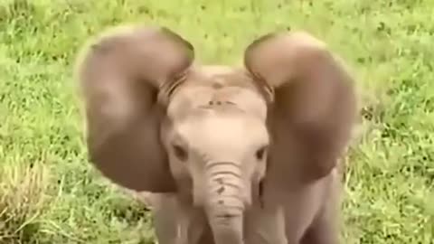 Adorable little elephant
