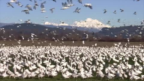 Snow Geese are Back in the Skagit Valley