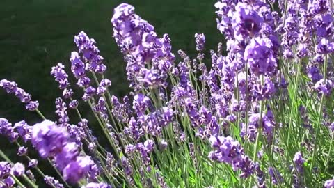FLOWERS CAN DANCE!!! Amazing nature Beautiful blooming flower time video