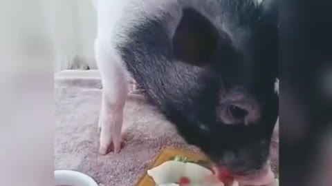 God gluttonous pig