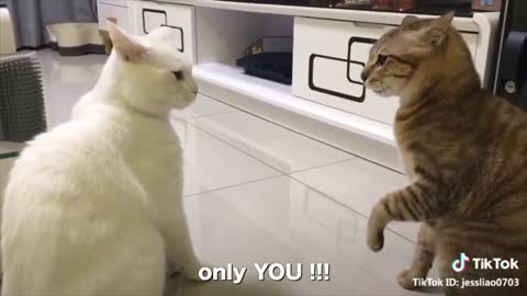 funny cats talking 🤣🤣🤣