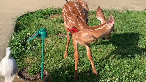 Bambi Plays with Solar Powered Butterfly