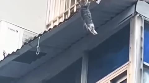 Is the cat survive himself? wait for the end!