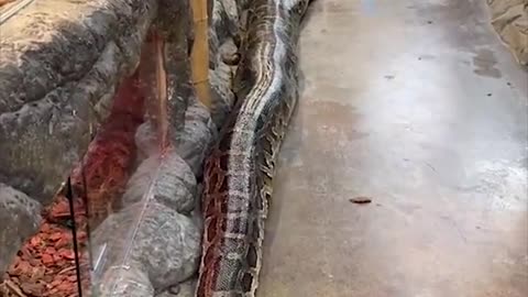 Giant Snakes that will Crush you Instantly #Shorts