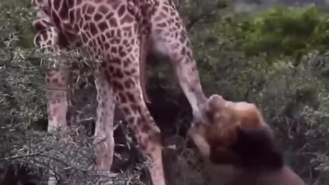 Lion Hunting A Giraffe