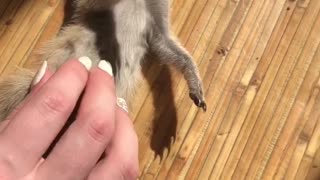 Meerkat Loves Tummy Rub