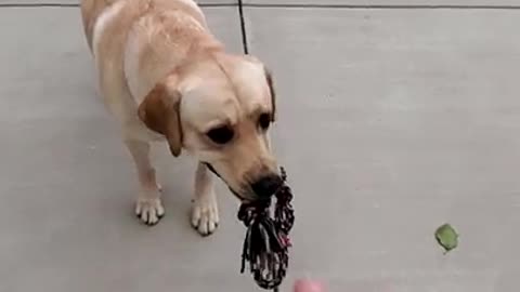 What a Game of Tug Looks Like With My Labrador Dog