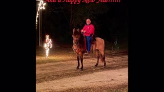 Beautiful Paso Fino Stallion and Christmas Light Display