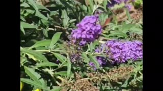 Hummingbird Moth