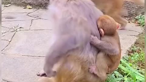 Funny Monkey playing