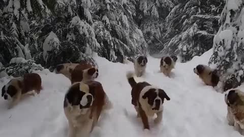 dogs on a walk