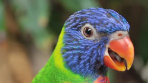 Watch how the parrot sings