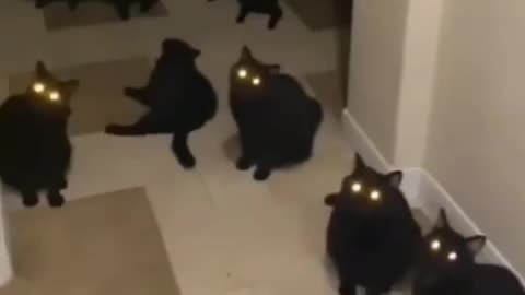 Firefly cats 🐈