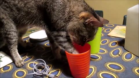 Funny cat loves drinking from human cup