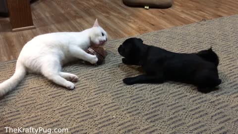 Cat being a jerk - Funny Dog vs Cat with a toy