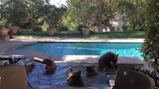 Mama Bear and Cubs Cool off in Pool