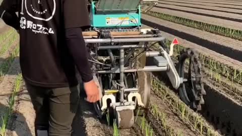 Hidroponik-This is the modern way to grow onions in Japan