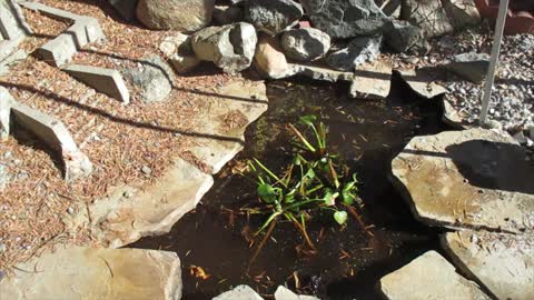 Plastic Liner Fish Pond Repair