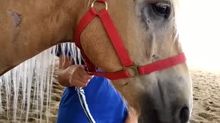 Funny haflinger