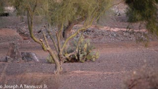 Sonoran Desert Coyote