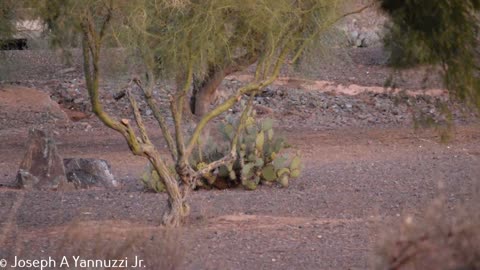 Sonoran Desert Coyote