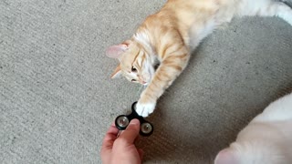 Curious kitten fascinated by fidget spinner