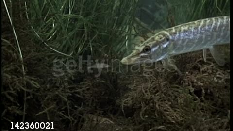 TINY PREDATOR PIKE FISH HUNT INSANE MOMENT CAPTURE ON CAMERA