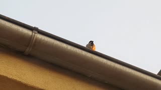 Sparrow bird singing on the roof of my house