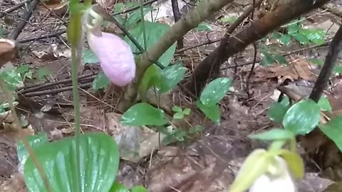 Lady's Slippers