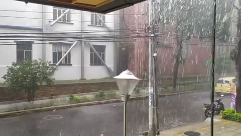 Un árbol se cayó este sábado durante las fuertes lluvias en Bucaramanga