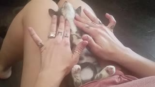 Foster kitten loves her relaxing massage
