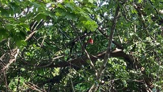 Papa Cardinal and fledgling in a tree