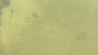 Minnows of the Humber River 23