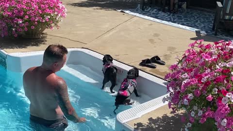 Pugs learning how to swim