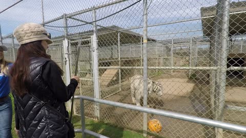 Learning about Tigers