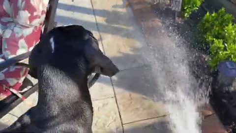 Great_Dane_puppy_attempts_to_drink_from_the_hose_