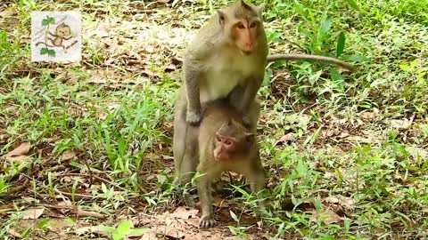 Wow Young Monkey make mating funny amazing video