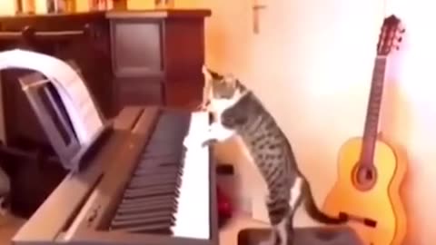 Cat Playing Piano😂😂😂