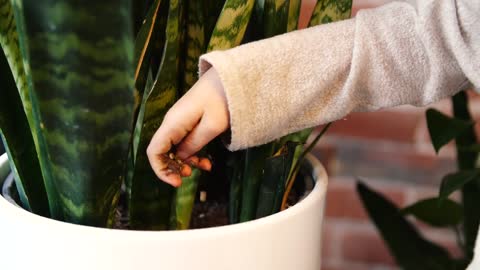 Meet Lomi, the best way to compost at home