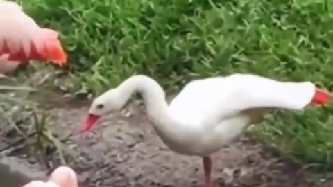 Little Duck Thinks That It's a Flamingo